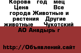 Корова 1 год 4 мец › Цена ­ 27 000 - Все города Животные и растения » Другие животные   . Чукотский АО,Анадырь г.